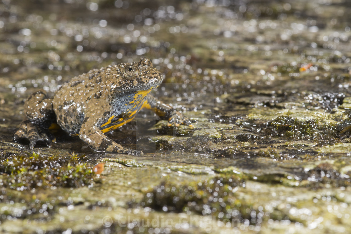 "Ululone appenninico, Bombina pachypus, in its natural habitat, Italy, Europe" stock image