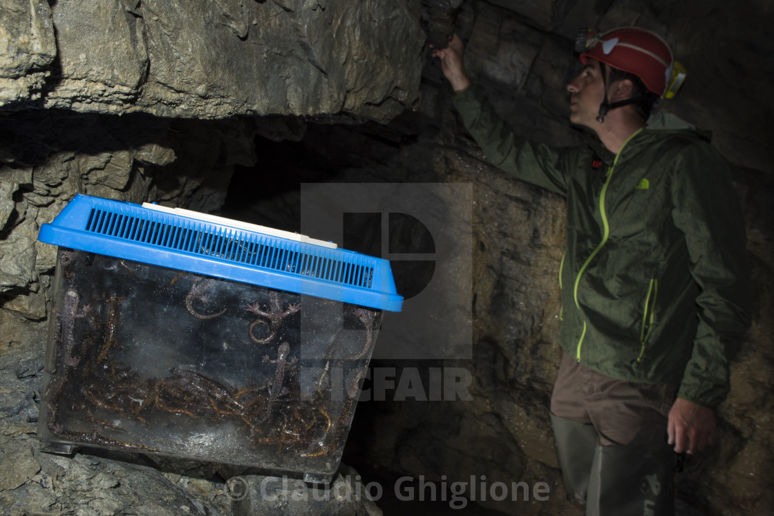 "Cave salamander (Speleomantes strinatii) in its habitat in Italy, Europe" stock image