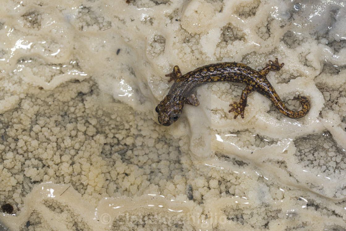 "Cave salamander (Speleomantes strinatii) in its habitat in Italy, Europe" stock image