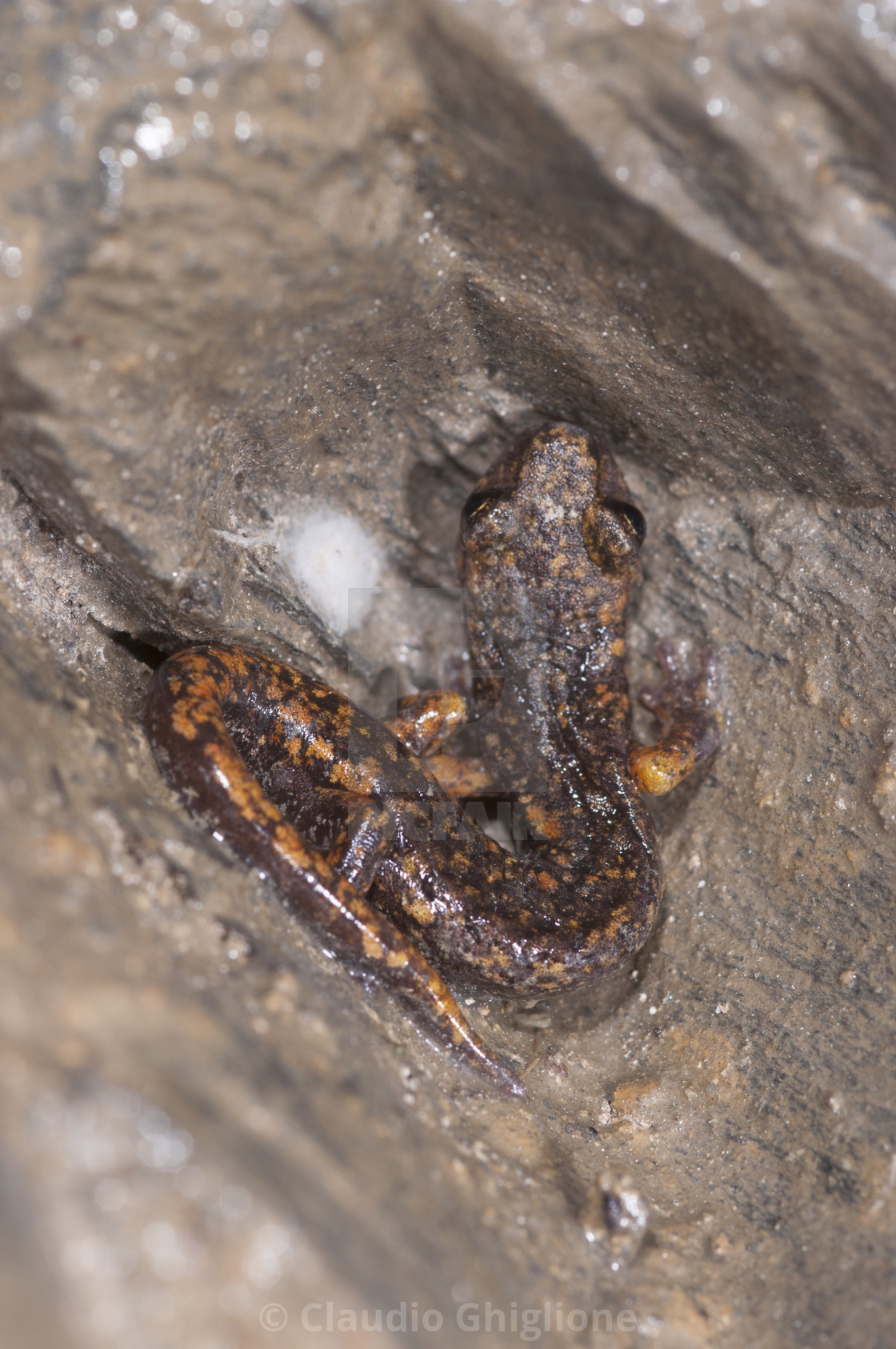 "Cave salamander (Speleomantes strinatii) in its habitat in Italy, Europe" stock image