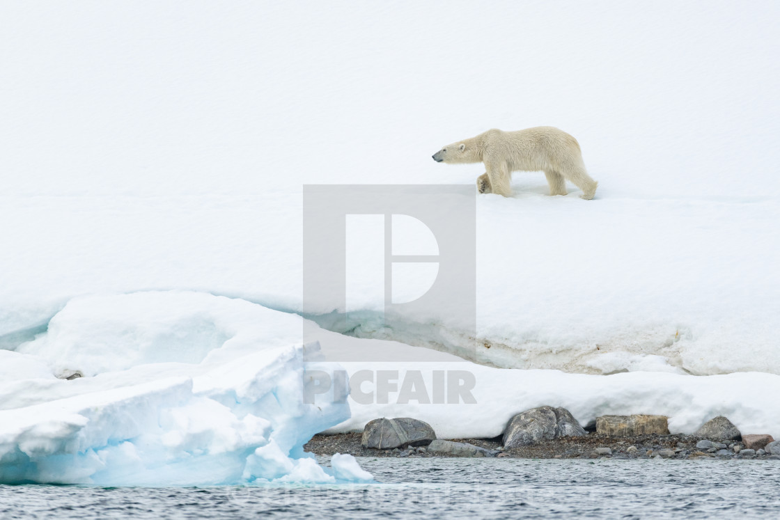 "Polar bear (Ursus maritimus), Arctic" stock image