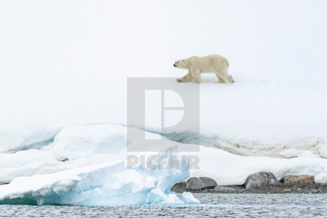 "Polar bear (Ursus maritimus), Arctic" stock image