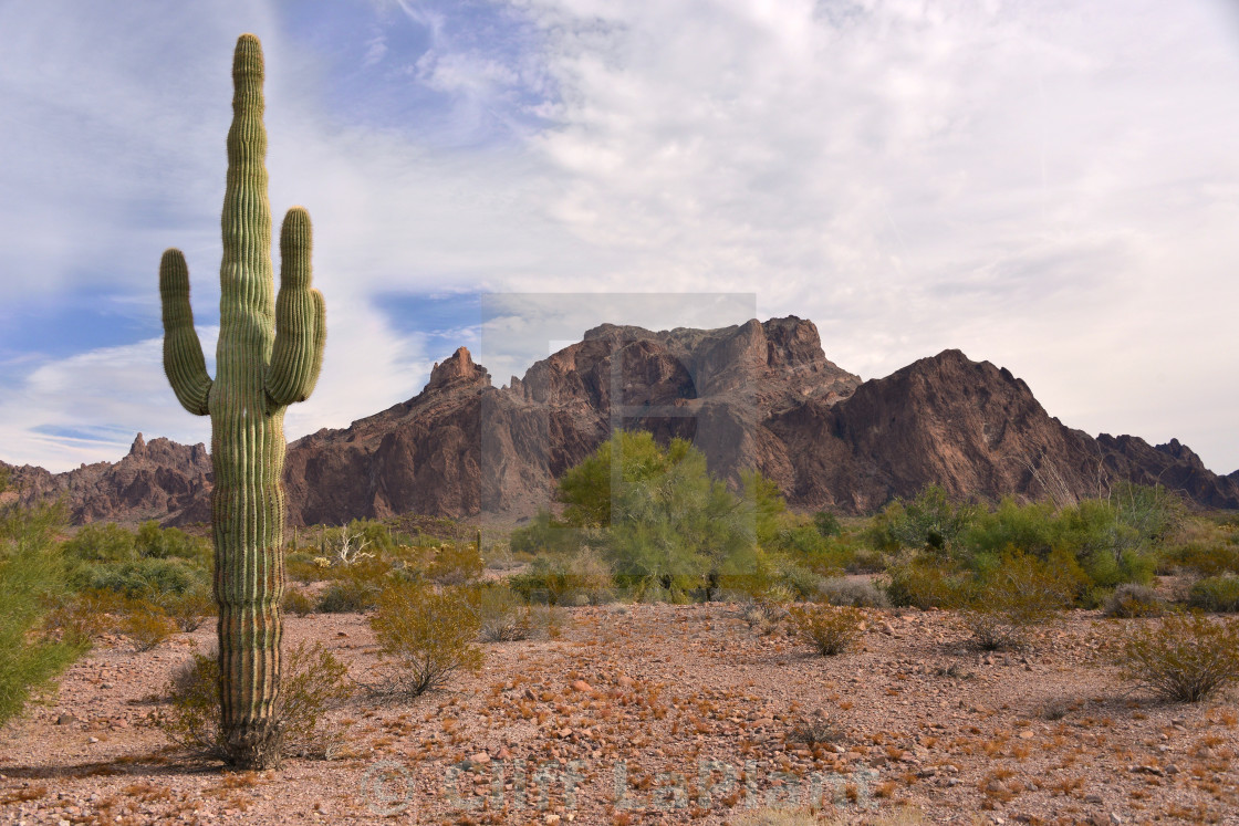 "Saguaro Cactus and Rocky Mountains" stock image