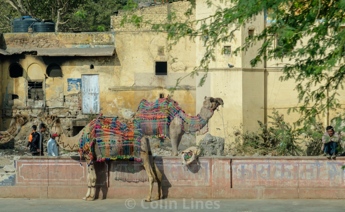 "Parked Camels." stock image