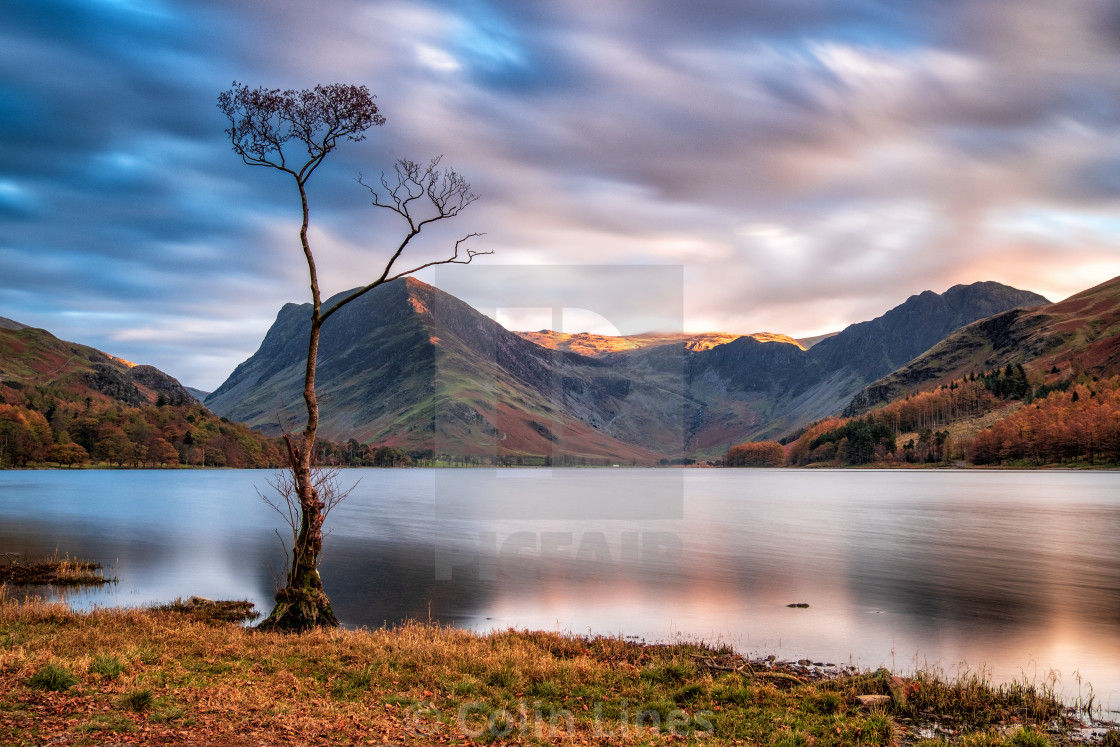 "Buttermere Lone Tree." stock image