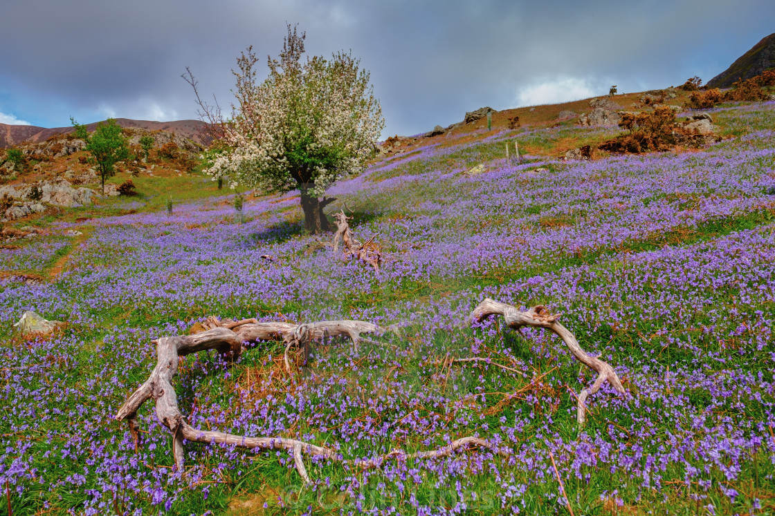 "Rannerdale Bluebells." stock image