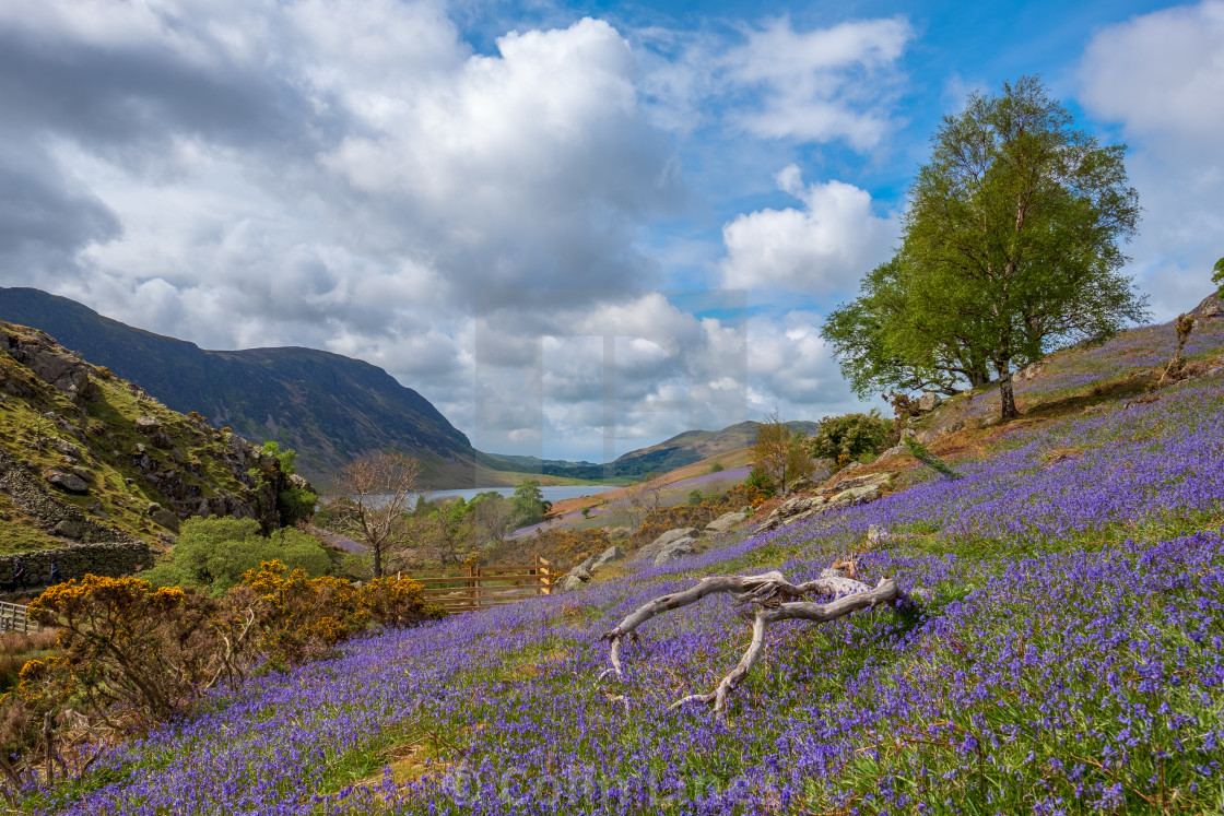 "Rannerdale Bluebells 2." stock image