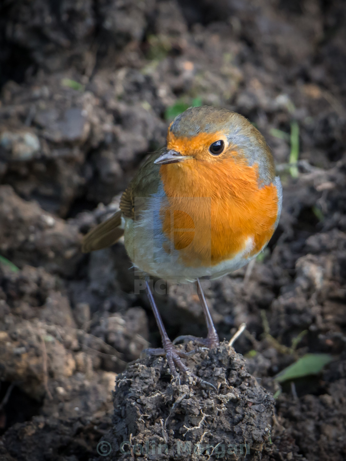 "Robin Redbreast" stock image