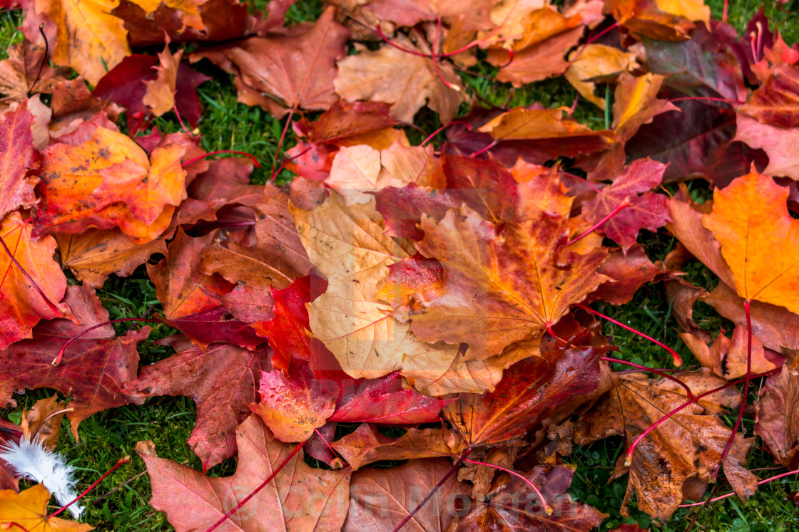 "Autumn Leaves" stock image