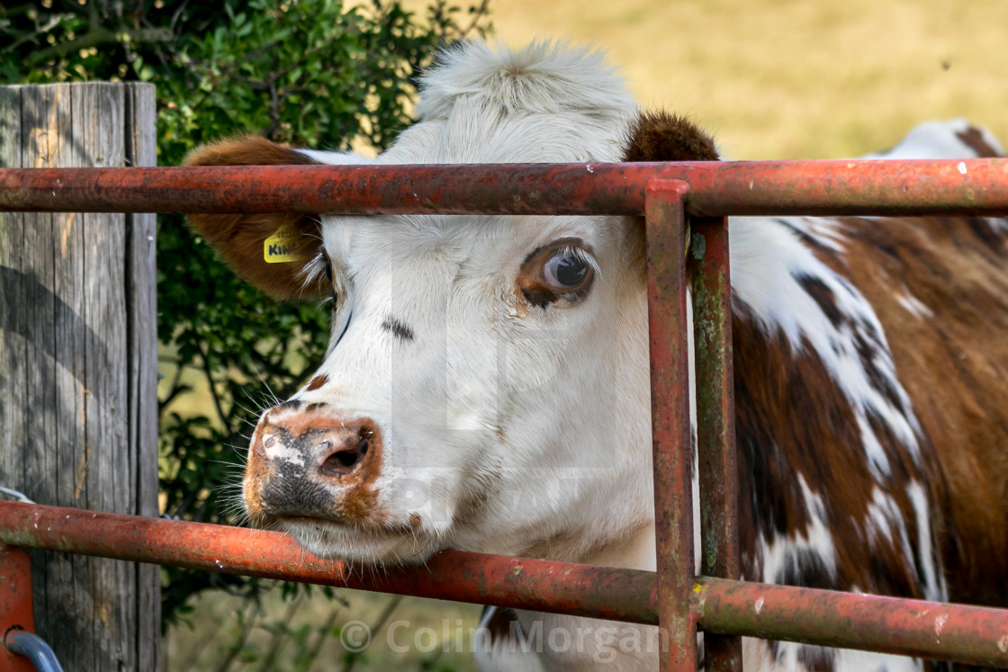 "Daisy the Cow" stock image