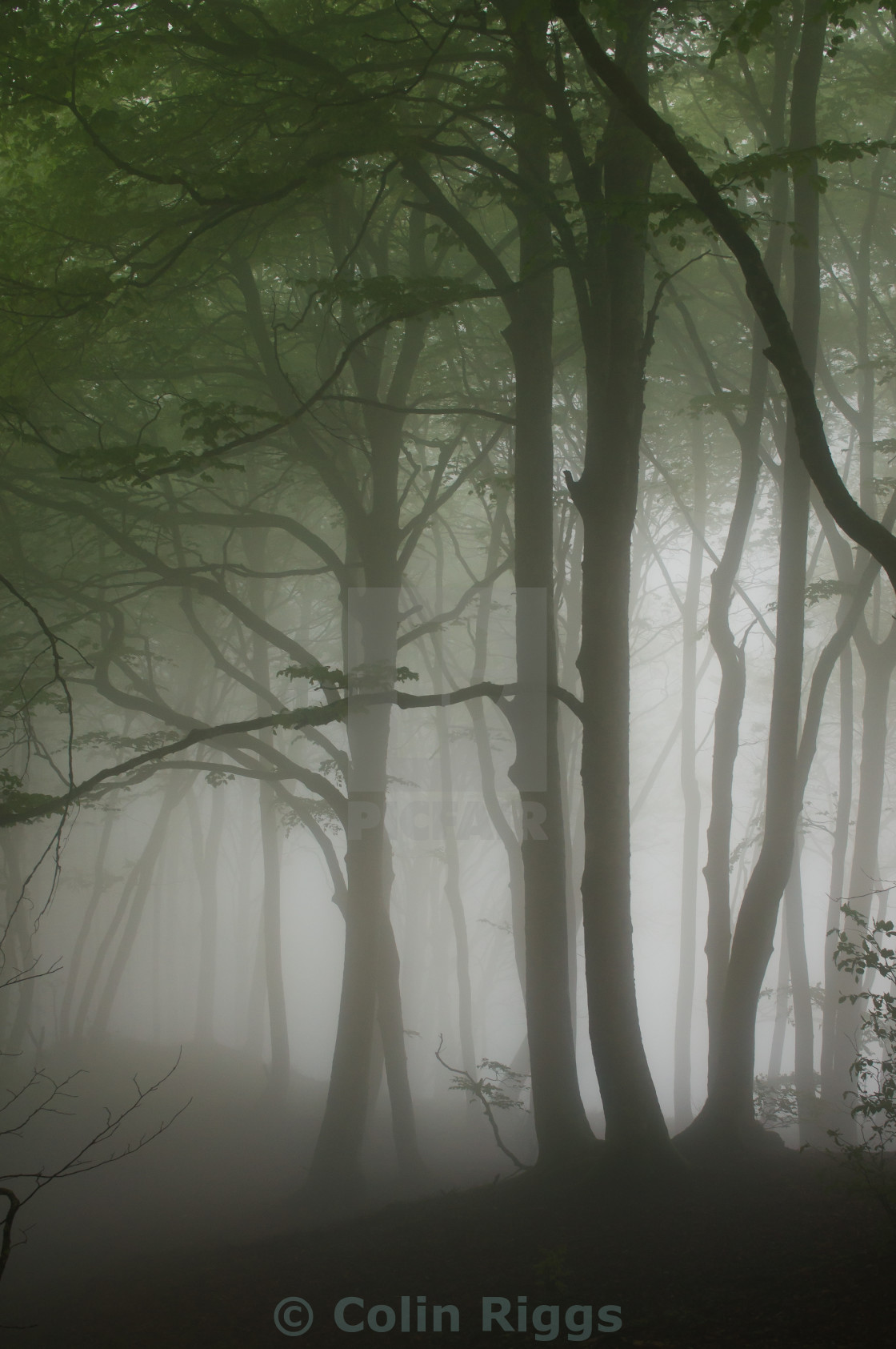 "Forest above Lescun" stock image