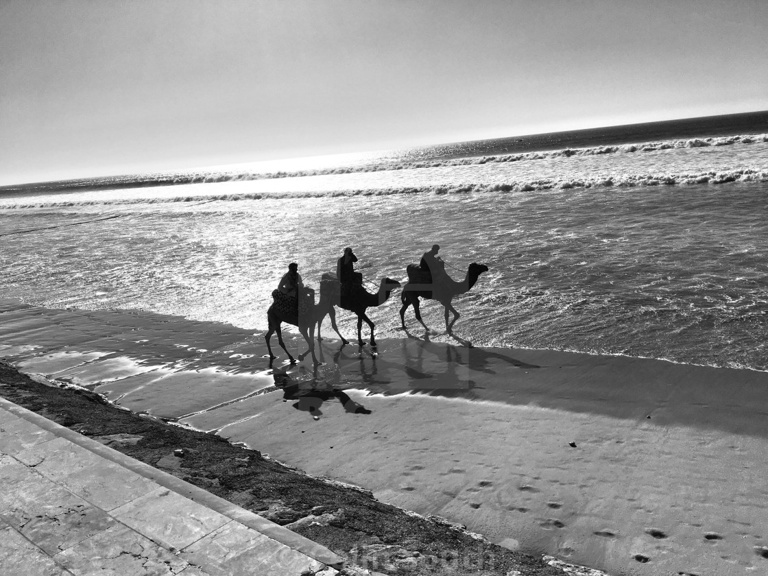 "Three camels on the shore" stock image