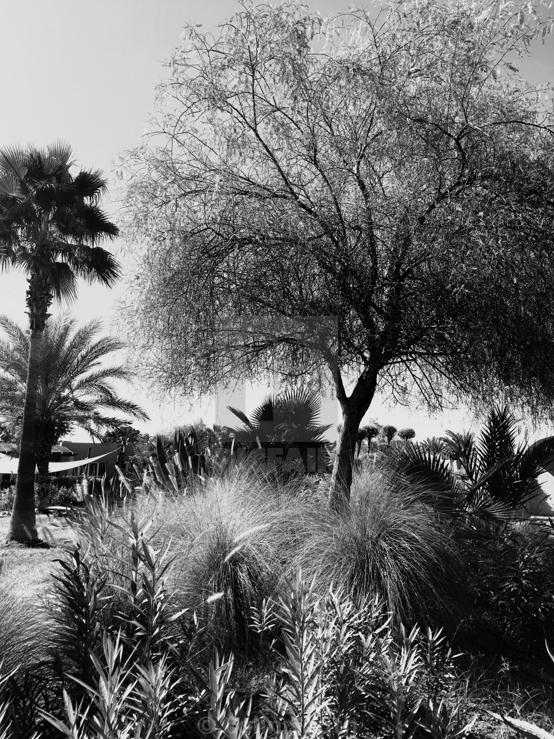 "A Marrakech garden in the Palmeraie district." stock image