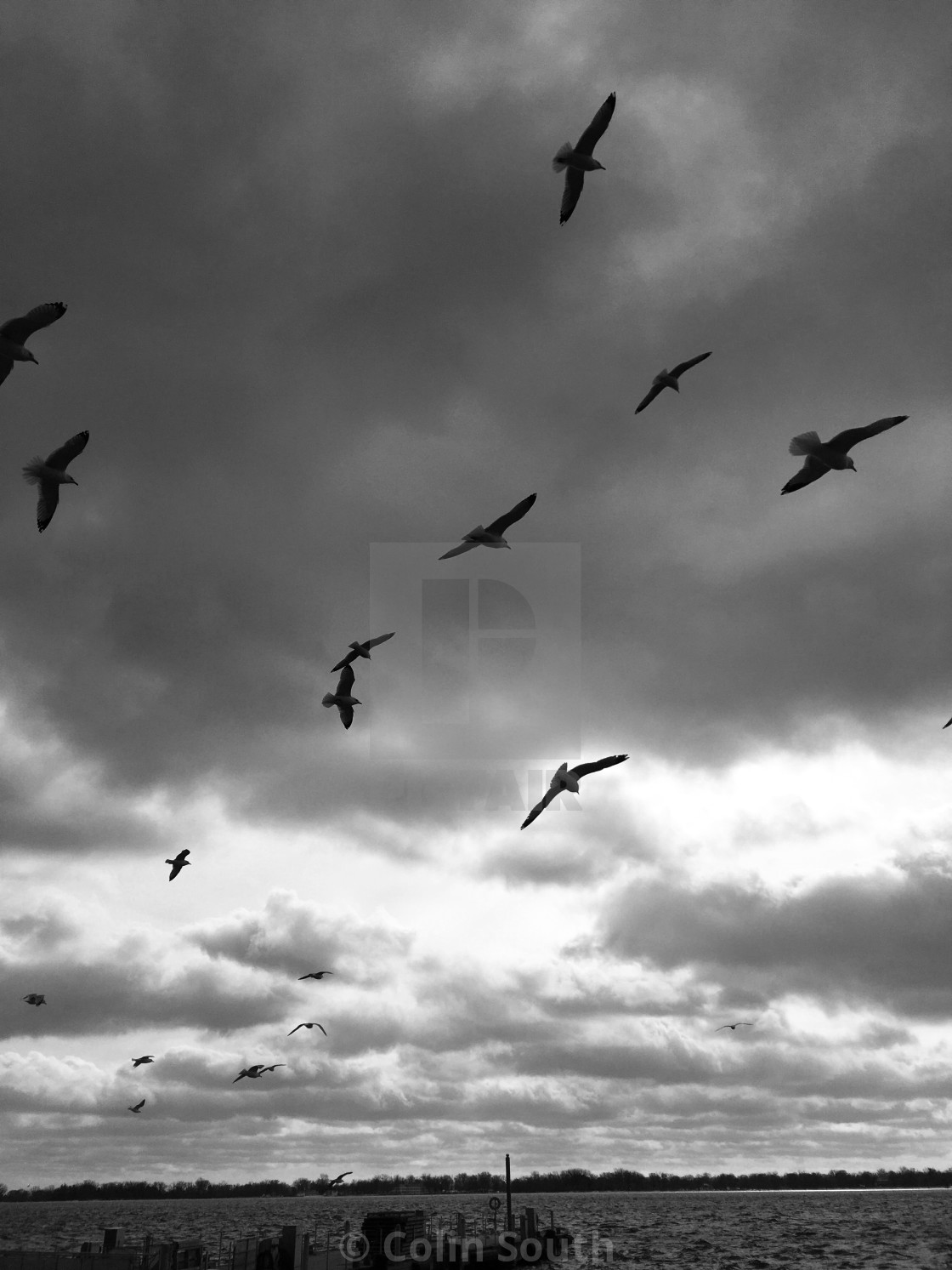 "Gulls hanging on the wind." stock image