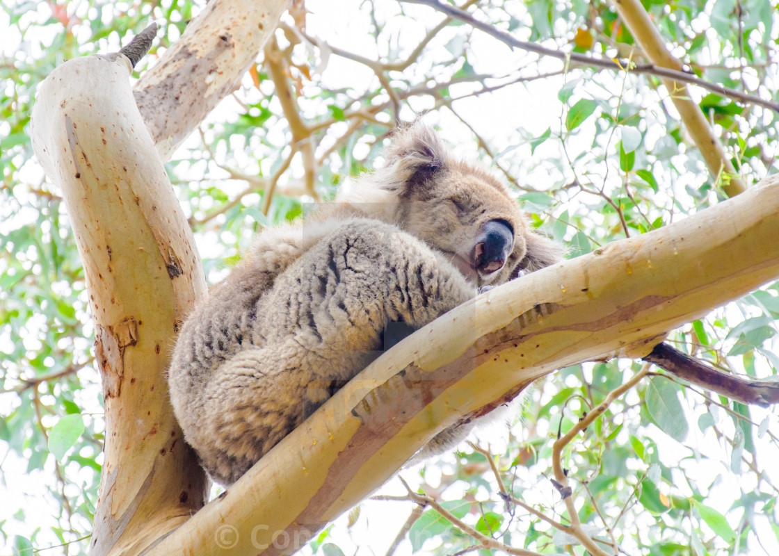 Australian Koala Bear License Download Or Print For 6 20 Photos Picfair