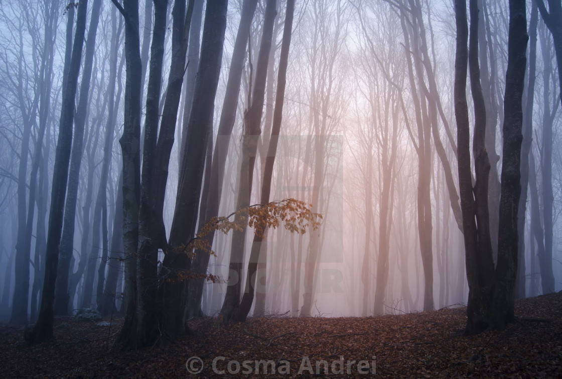 Mysterious Forest With Fog License Download Or Print For 11 16 Photos Picfair