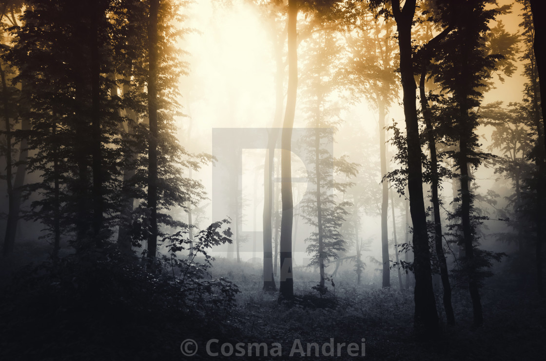 Sunset Light In Dark Misty Forest Landscape License Download Or Print For 11 16 Photos Picfair