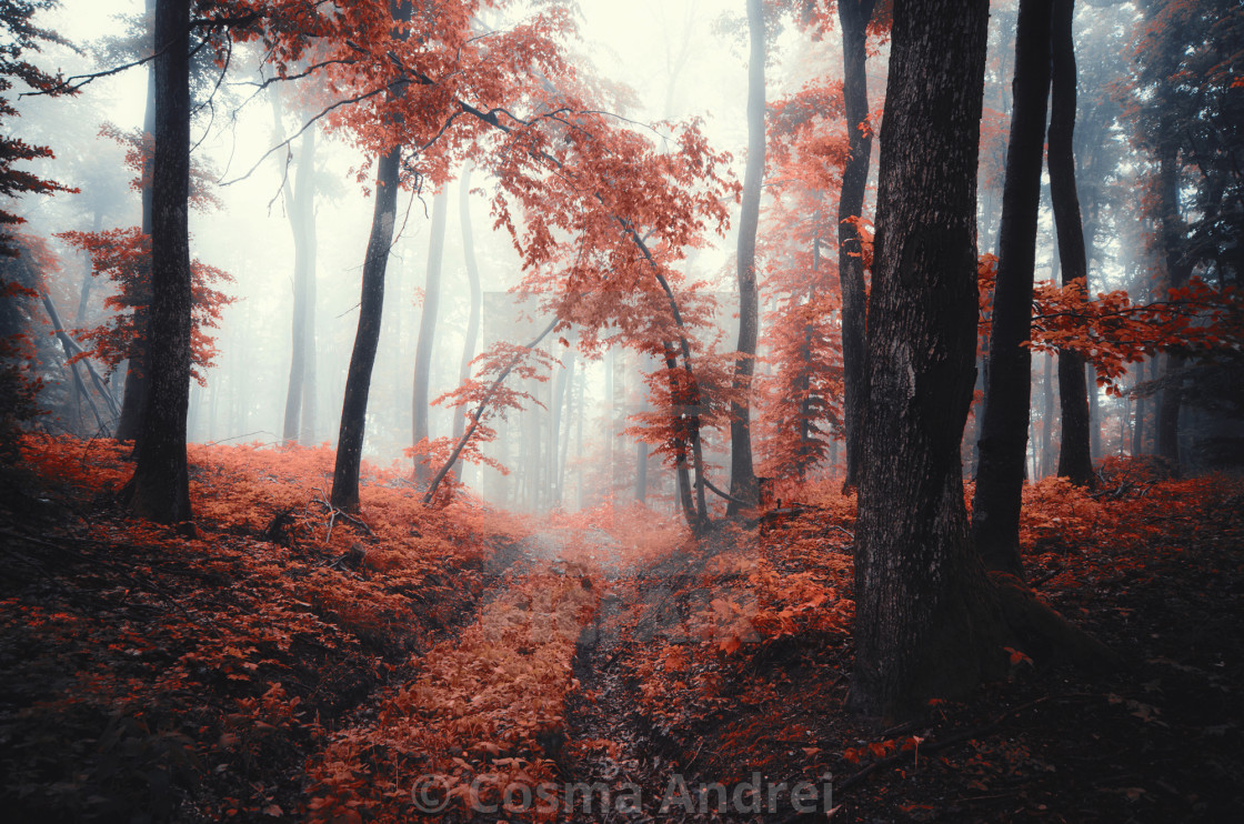 Vivid Surreal Autumn Landscape Forest Path And Trees In Fog