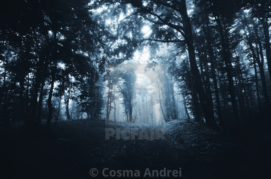 "Dark forest path in fog" stock image