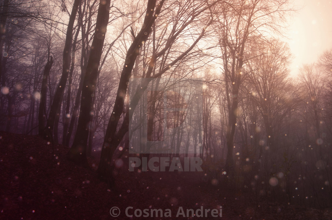 "magical sparkles in fantasy forest at sunset" stock image