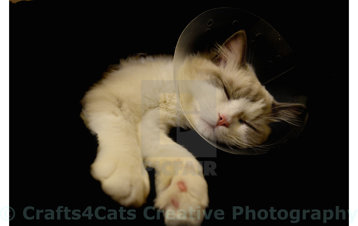ragdoll collar