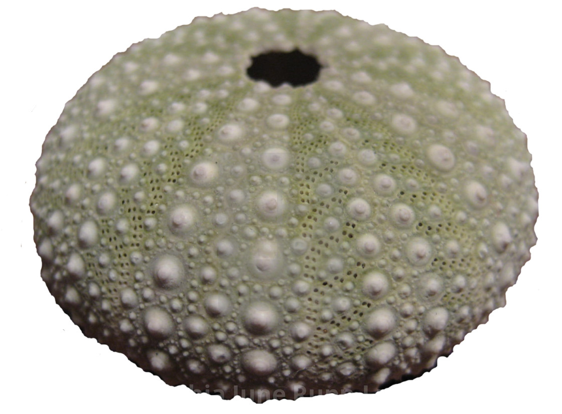Sea Urchin Shell White Background License Download Or Print
