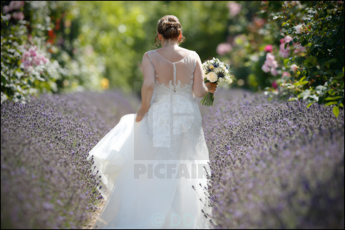 "Bride at Wedding" stock image