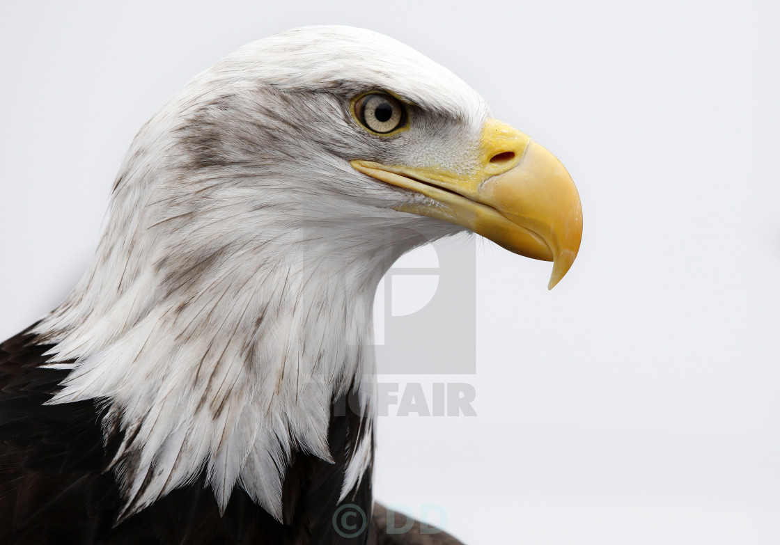 "Bald Eagle" stock image
