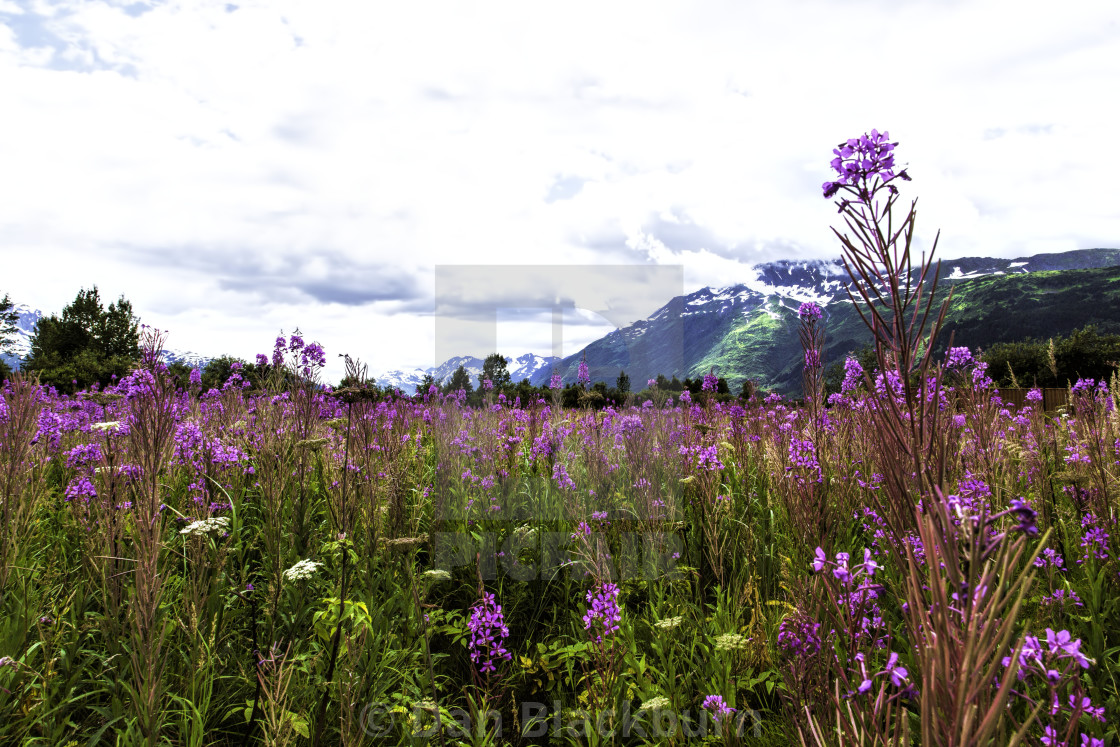 "Dramatic Fireweed & Mountains Portage Alaska" stock image