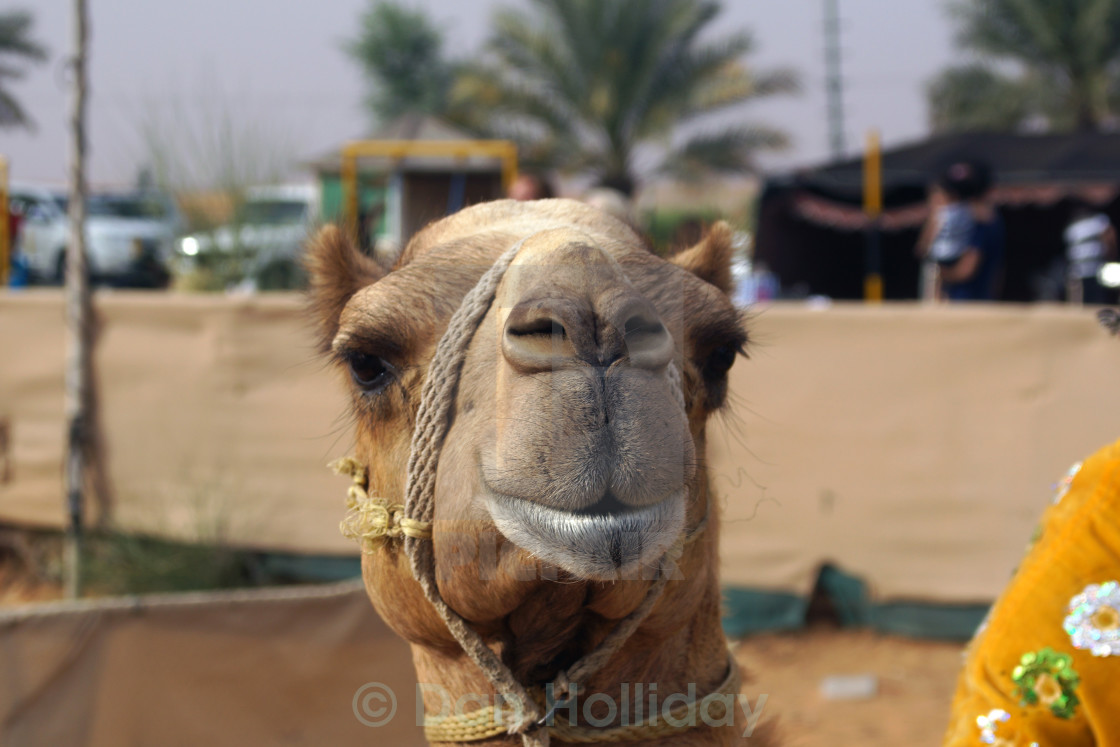Smiling Camel License Download Or Print For 6 20 Photos Picfair