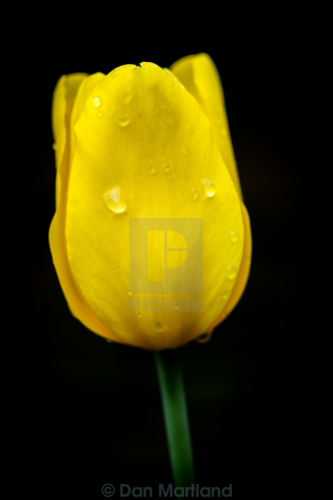 "Yellow Flower" stock image