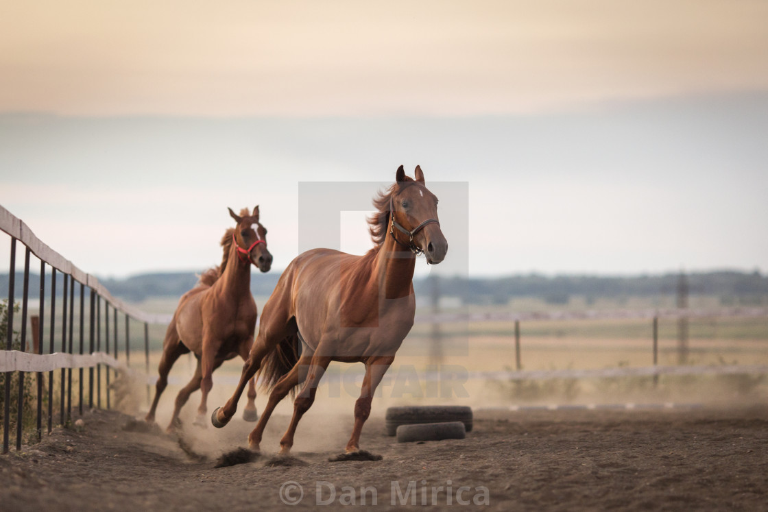 running stable