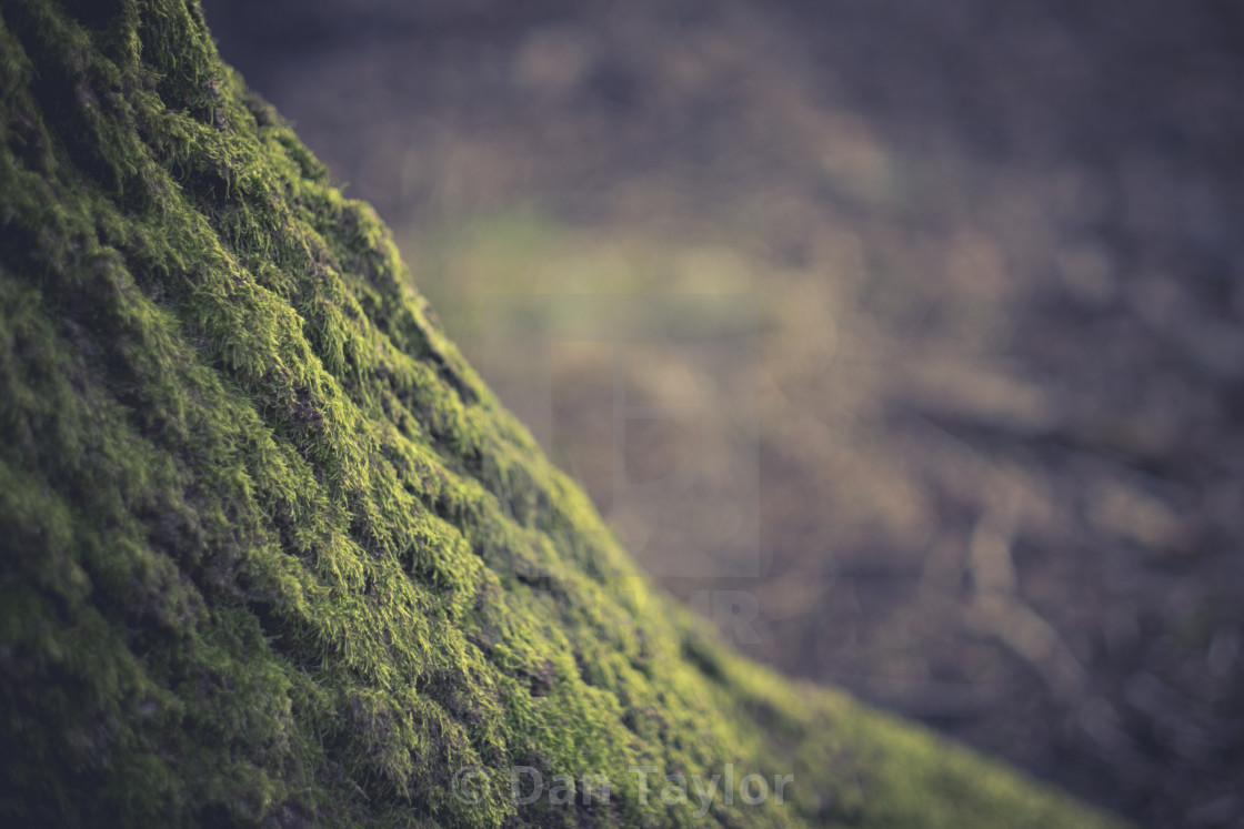 "Moss on Tree" stock image