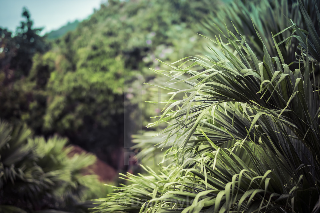 "Palms in the Thai countryside" stock image