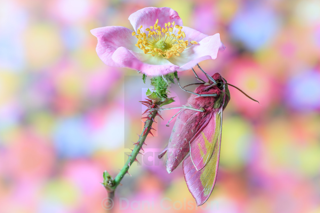 "moth & the wild rose." stock image