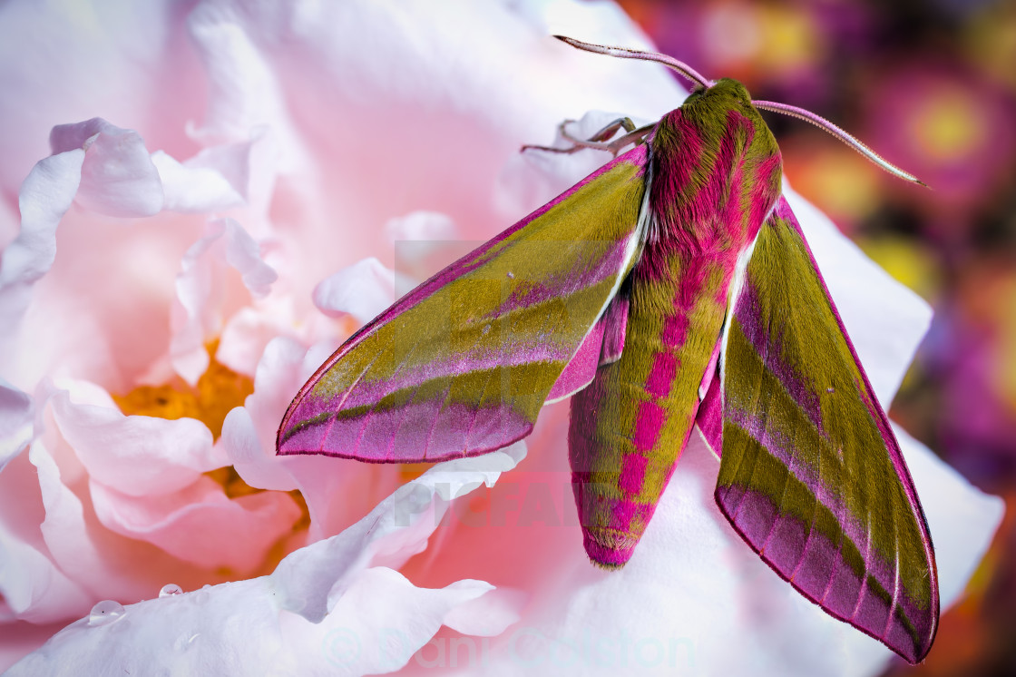 "Elephant hawk moth & the rose" stock image