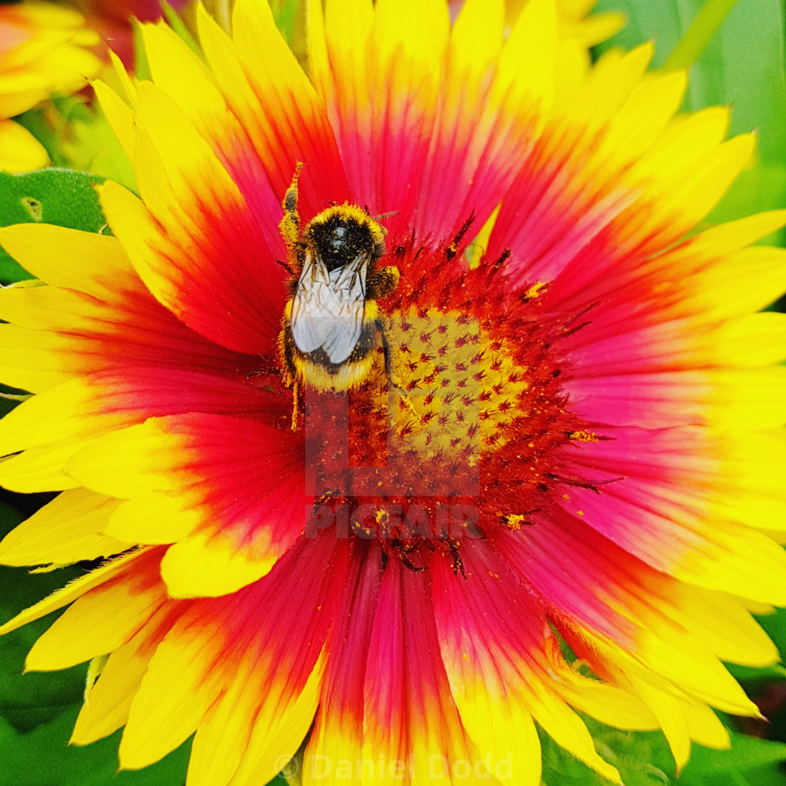 Daniel Dodd S Photography Portfolio Licence Download Or Print Amazing Stock Images Users Picfair