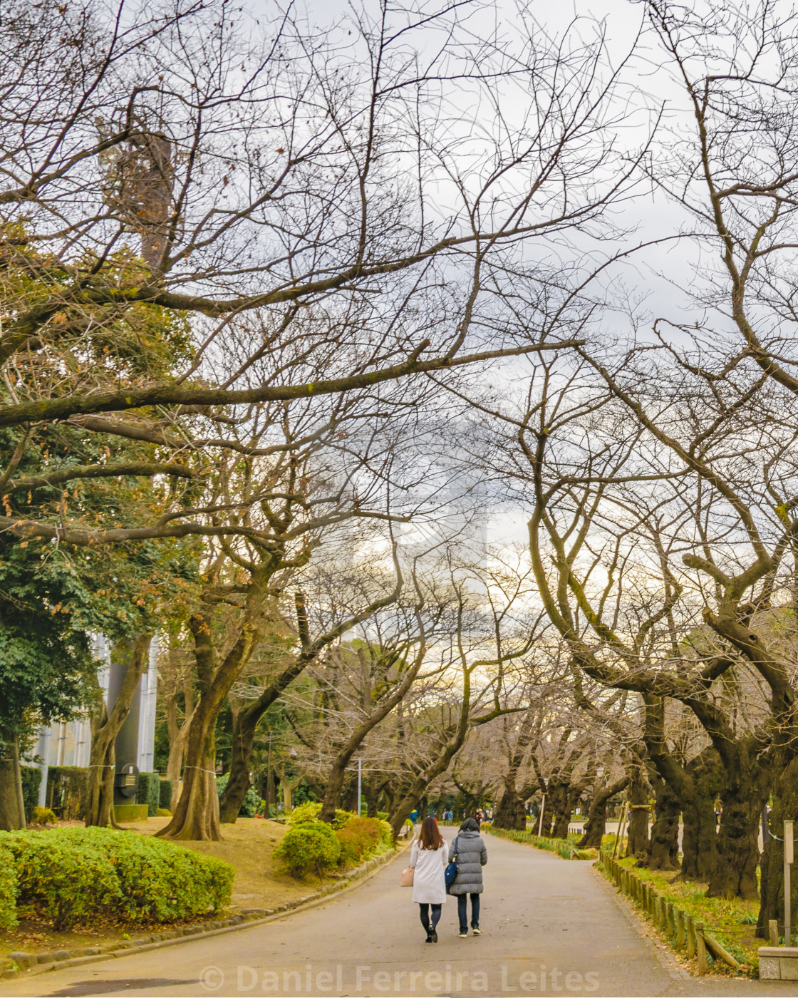 Ueno Park At Winter Season Tokyo Japan License Download Or