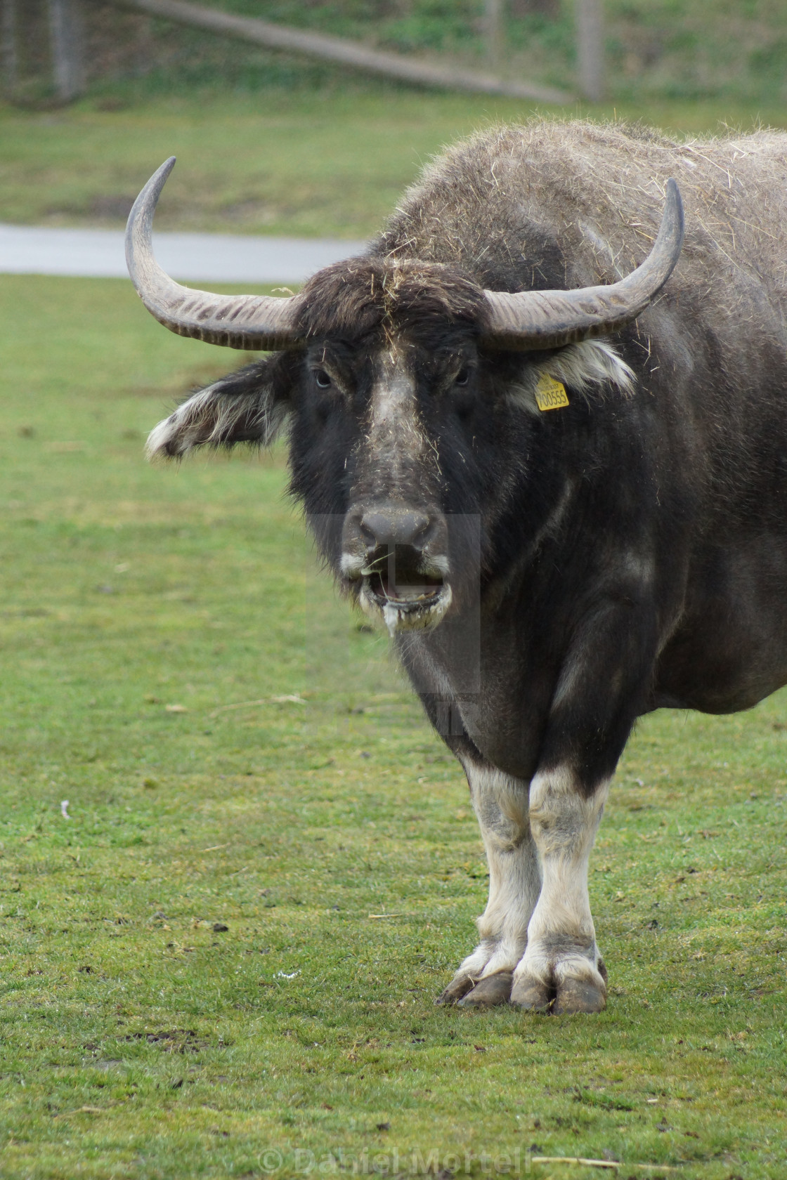 Asian Water Buffalo - Bubalus bubalis - License, download or print for £ | Photos | Picfair Asian Water Buffalo - Bubalus bubalis - License, download or print for £ | Photos | Picfair