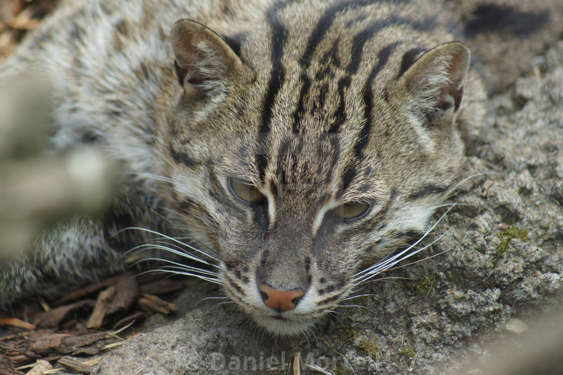 Fishing Cat Prionailurus Viverrinus License Download Or Print