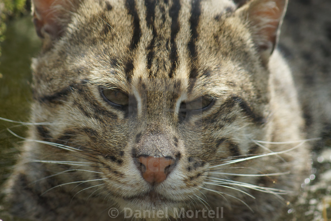 Fishing Cat Prionailurus Viverrinus License Download Or Print