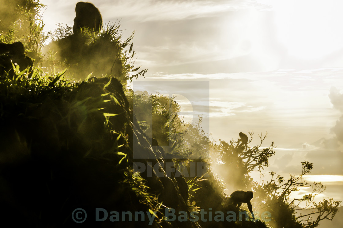 "Mountain Monkeys" stock image