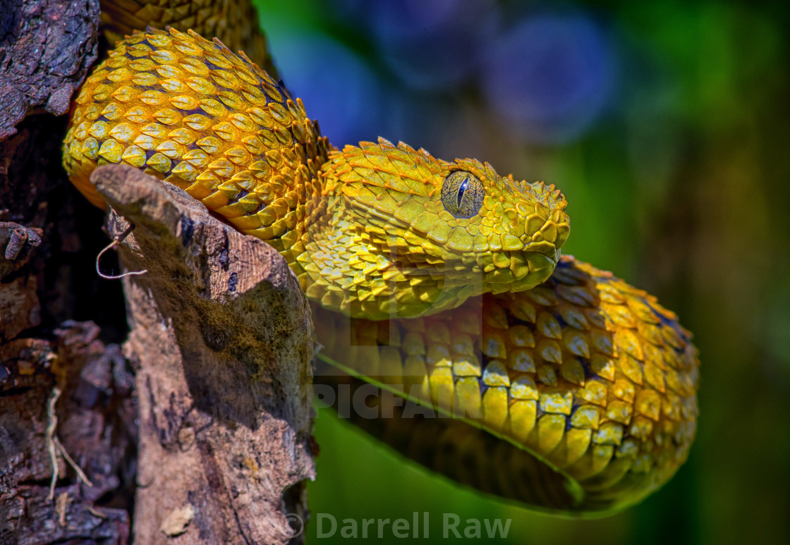 Atheris Squamigera Variable Bush Viper License Download Or Print For 31 00 Photos Picfair