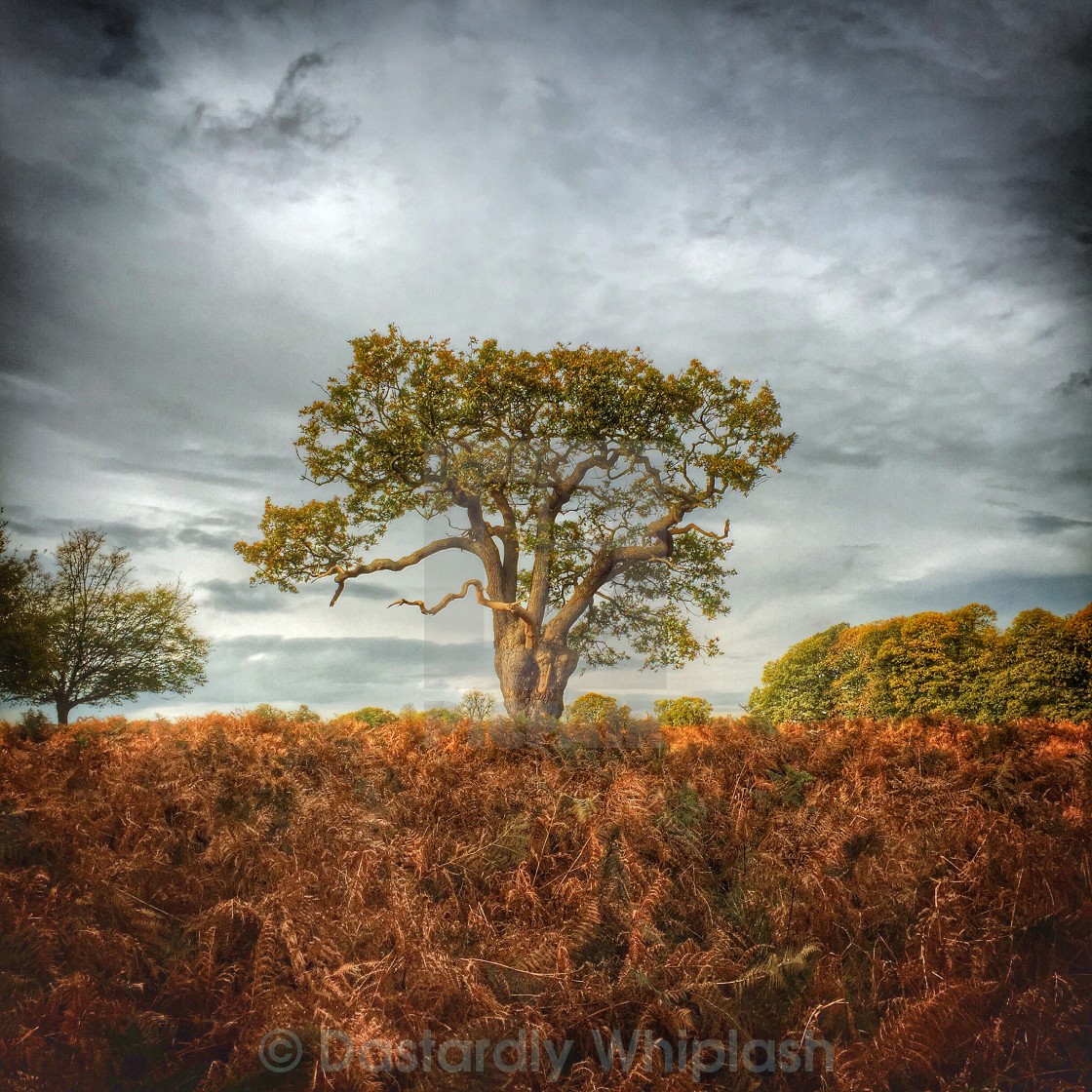 "Lone Tree" stock image