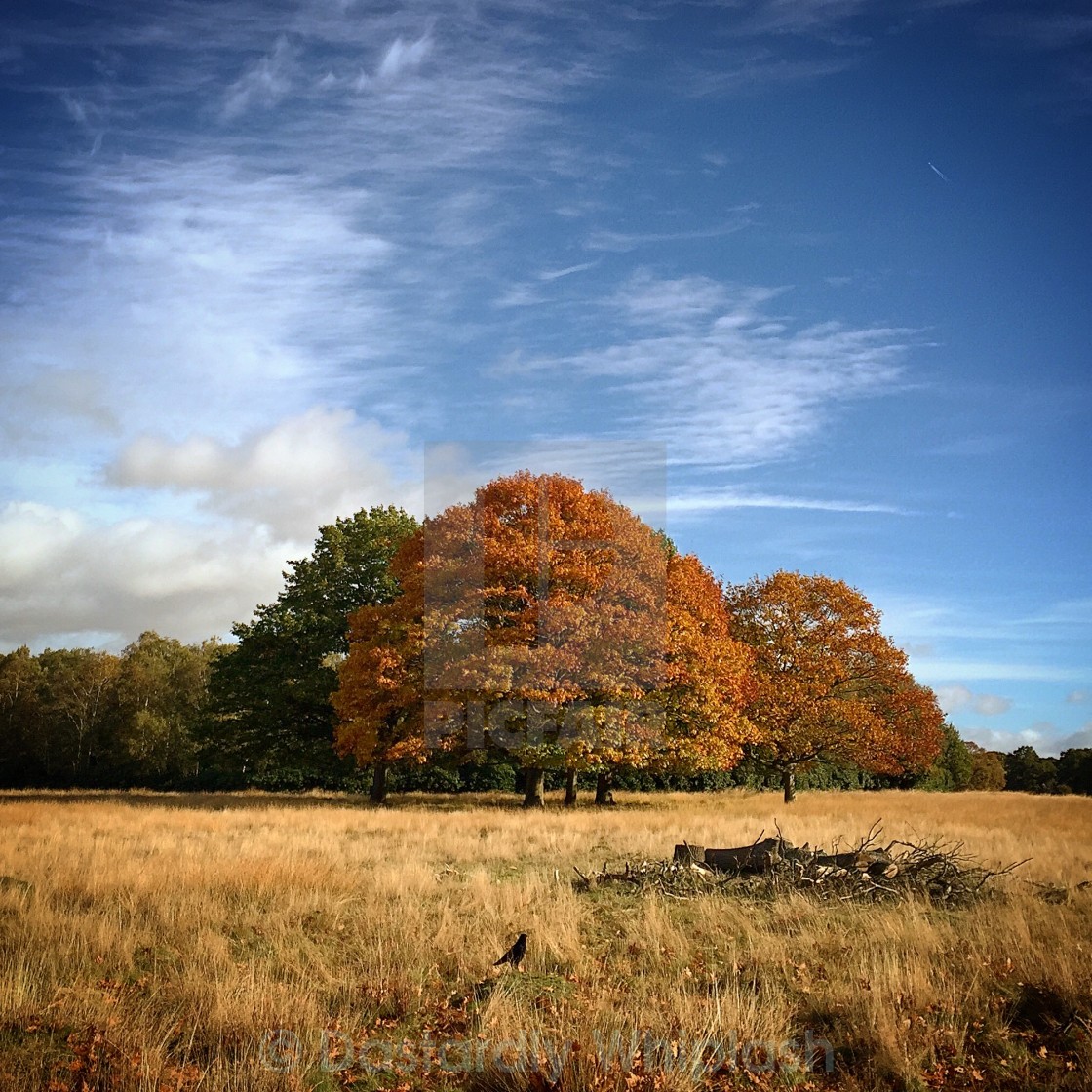 "Autumn Tree #2" stock image