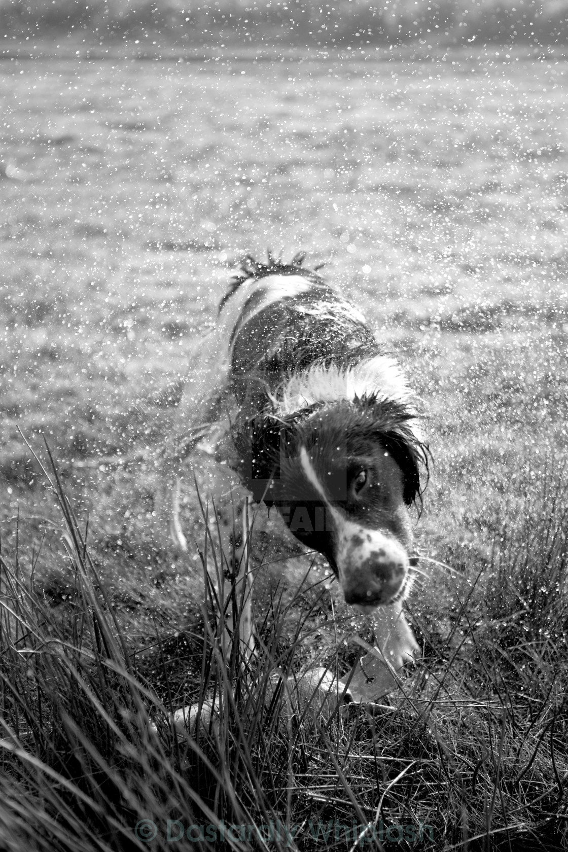 "Spaniel shaking" stock image