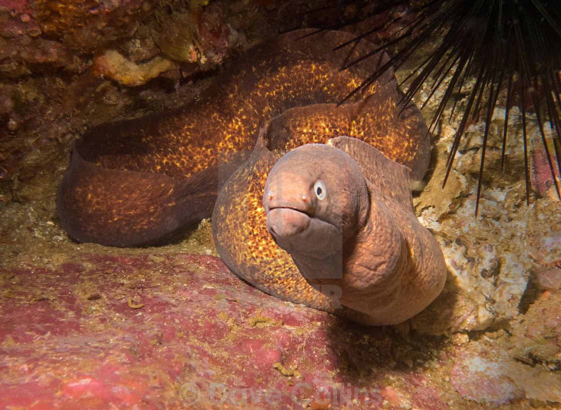 "Moray Eel - Myanmar" stock image