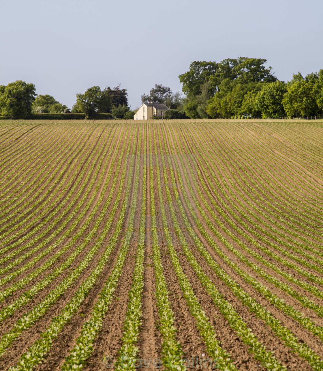 "Potato Field" stock image