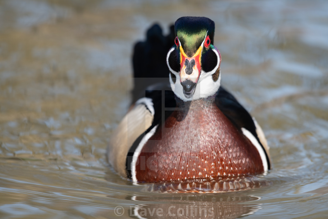 "American Wood Duck, Slimbridge WWT" stock image