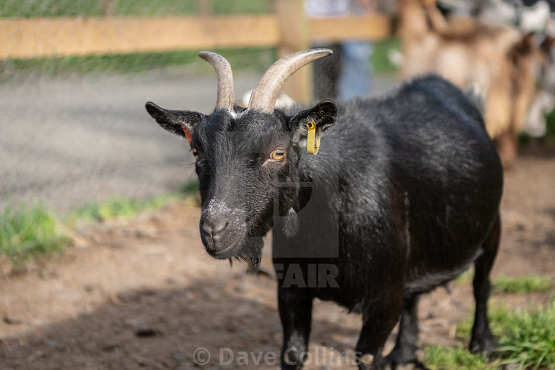 "Pygmy goat Portrait" stock image